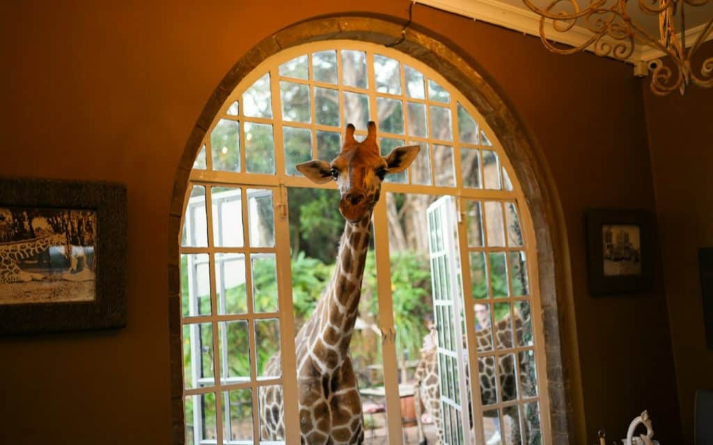 A giraffe leaning in at the arched window of Giraffe Manor