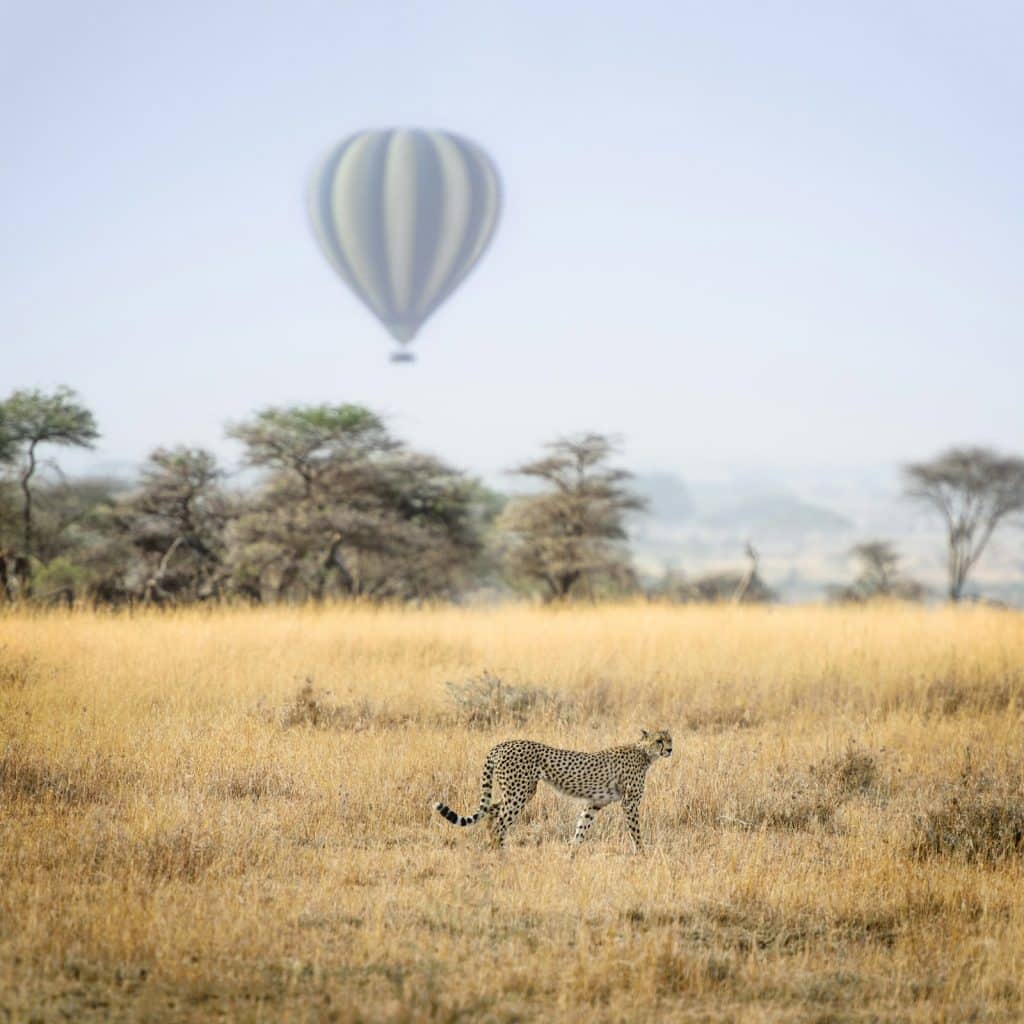 A cheetah walking through dry golden grass in the Serengeti with a hot air balloon low in the sky behind it